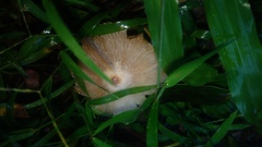 Leucoagaricus meleagris