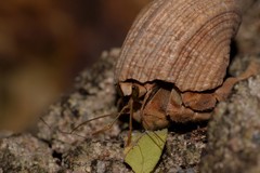 Coenobita variabilis