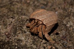 Coenobita variabilis