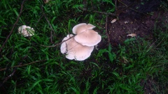 Macrocybe gigantea