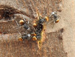 Polyrhachis senilis
