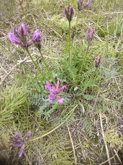 Oxytropis arctica taimyrensis