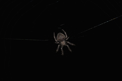 Araneidae