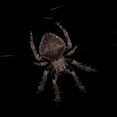 Araneidae