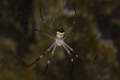 Argiope