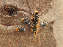Polyrhachis senilis
