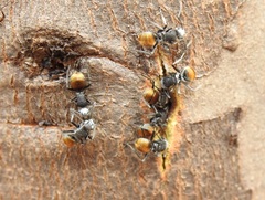 Polyrhachis senilis