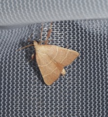 Parachma ochracealis