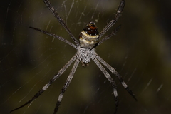 Argiope