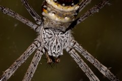 Argiope