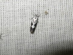 Ethmia quadrillella