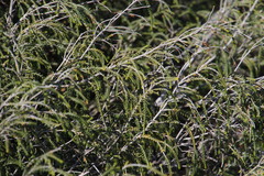 Passerina ericoides