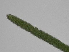 Phleum bertolonii
