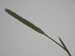 Phleum bertolonii