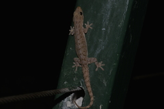 Hemidactylus frenatus