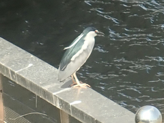 Nycticorax nycticorax