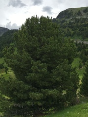 Pinus cembra