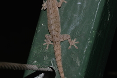 Hemidactylus frenatus