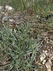Convolvulus holosericeus