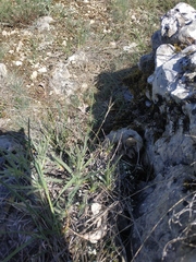 Convolvulus holosericeus