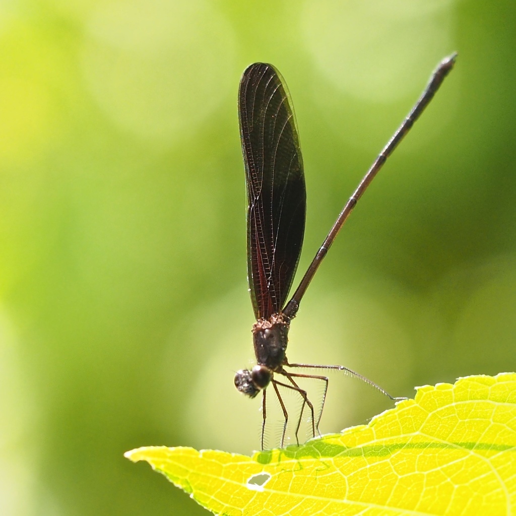 Broad-winged Damselflies from Crooked Tree, Belize on July 31, 2015 at ...