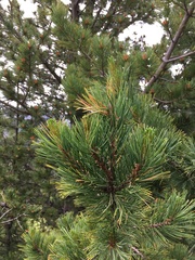 Pinus cembra