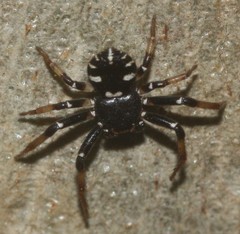 Tharpyna decorata
