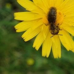Andrena fulvago