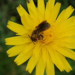 Andrena fulvago