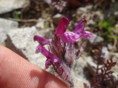 Pedicularis rosea