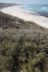 Passerina ericoides