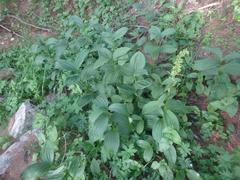 Veratrum lobelianum