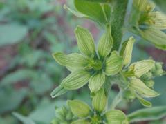 Veratrum lobelianum