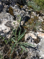 Pseudopodospermum molle