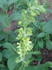 Veratrum lobelianum