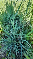 Lactuca tatarica