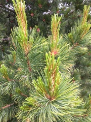Pinus cembra