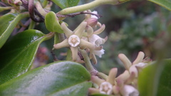 Cynanchum natalitium