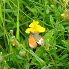 Coenonympha arcania