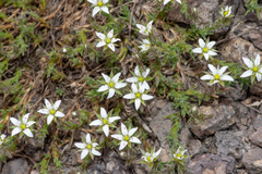 Sabulina nuttallii