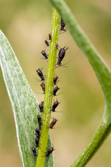Uroleucon jaceae