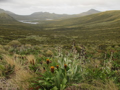 Bulbinella rossii