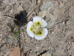Calochortus superbus
