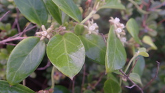 Cynanchum natalitium