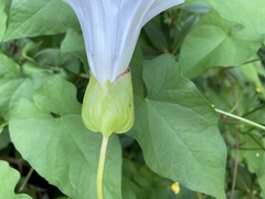 Calystegia × lucana