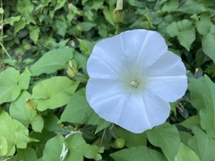 Calystegia × lucana