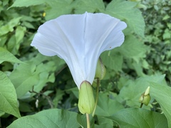 Calystegia × lucana