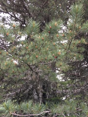 Pinus cembra