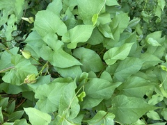 Calystegia × lucana