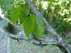 Schnella microstachya